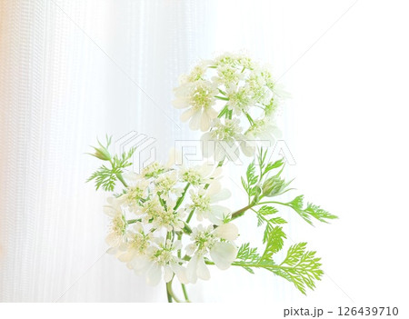 繊細な花びらと葉の、白いオルレア 繊細な花びらと葉の、白いオルレア 126439710