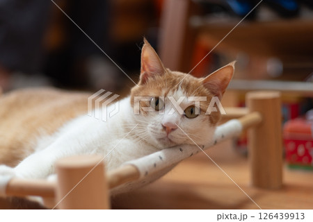 寝転んでくつろぐ猫 茶トラ白 寝転んでくつろぐ猫 茶トラ白 126439913