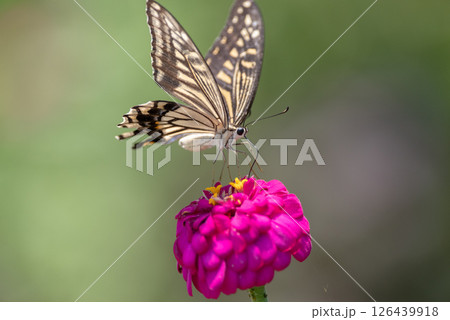花にとまるアゲハチョウ 花にとまるアゲハチョウ 126439918