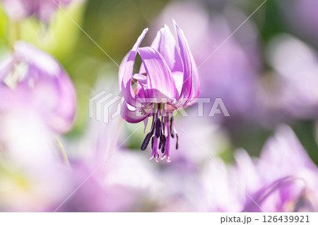 満開のカタクリの花 126439921