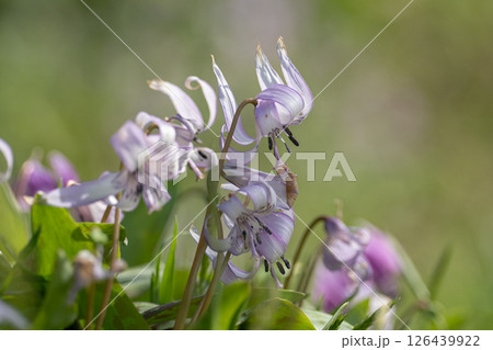 満開のカタクリの花 126439922