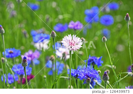 ヤグルマギク（矢車菊） 126439973