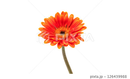 Orange gerbera on a white background. 126439988