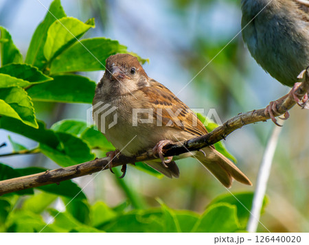 枝にとまるスズメ 126440020