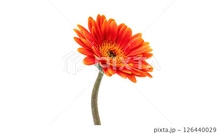 Orange gerbera on a white background. 126440029
