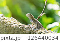 Close-up of a lizard in a garden. 126440034