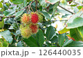 Red rambutan fruit hanging on a rambutan tree. 126440035