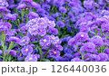 Purple Margaret flower plant in a garden. 126440036
