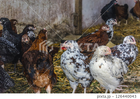 Chicks turned into little chickens in a garden, pullus 126440043
