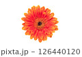 Orange gerbera on a white background. 126440120