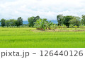Green rice field in rural Thailand. 126440126