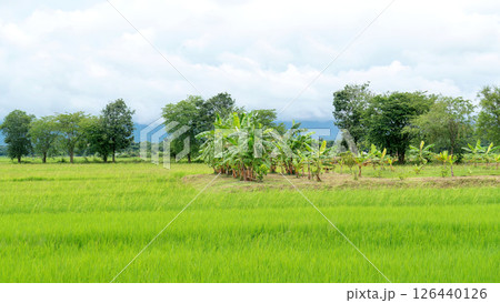 Green rice field in rural Thailand. 126440126