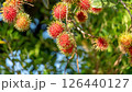 Red rambutan fruit hanging on a rambutan tree. 126440127