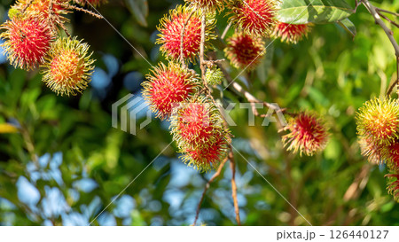 Red rambutan fruit hanging on a rambutan tree. Red rambutan fruit hanging on a rambutan tree. 126440127