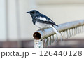 An oriental magpie robin bird in a garden. 126440128
