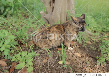 広場で遊ぶさび猫 広場で遊ぶさび猫 126440204