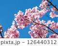 青空に映える河津桜 126440312