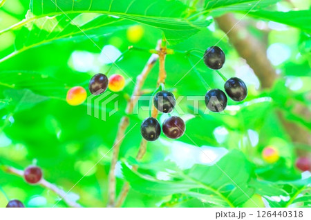 熟した桜の実 126440318