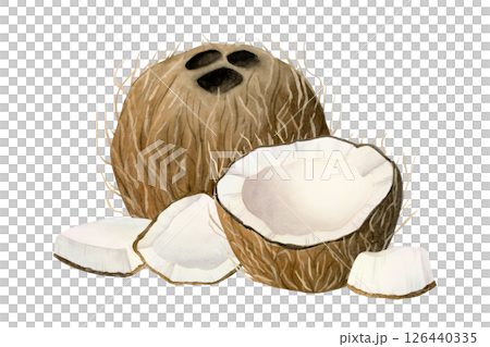 Coconuts hand drawn watercolor illustration isolated on white. Whole, half and small tropical fruit pieces clip art. Summer beach bar and organic vegan food design 126440335