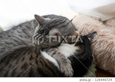 窓辺で眠る二匹の猫 126440724