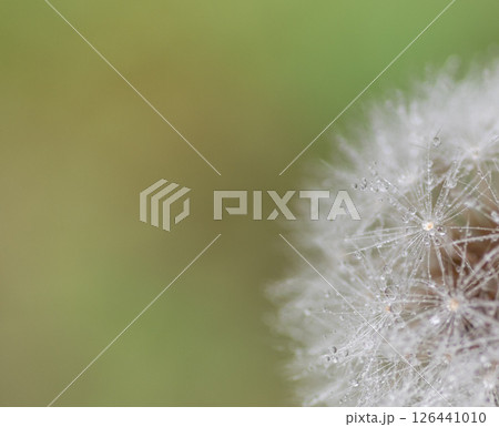 雨に濡れたタンポポの綿毛 126441010