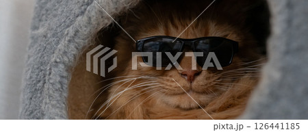 サングラスをかけた可愛い猫　茶トラ猫 126441185