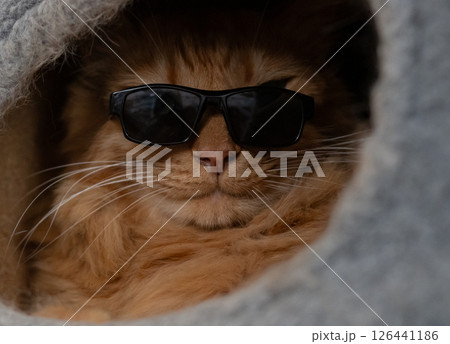サングラスをかけた可愛い猫　茶トラ猫 126441186
