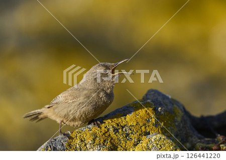 Cobb's Wren Cobb's Wren 126441220