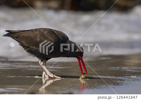 Blackish Oystercatcher eating a limpet Blackish Oystercatcher eating a limpet 126441847