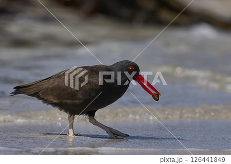 Blackish Oystercatcher eating a limpet 126441849