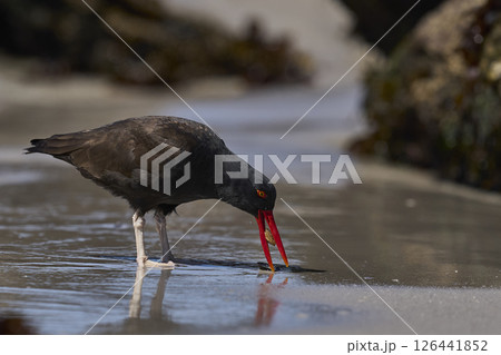 Blackish Oystercatcher eating a limpet 126441852
