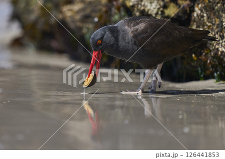Blackish Oystercatcher eating a limpet 126441853