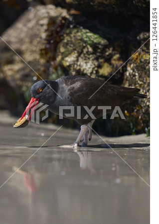 Blackish Oystercatcher eating a limpet 126441854