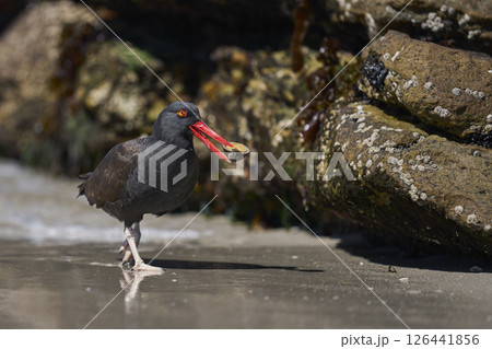 Blackish Oystercatcher eating a limpet 126441856