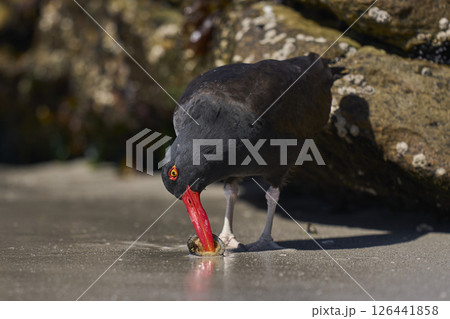 Blackish Oystercatcher eating a limpet Blackish Oystercatcher eating a limpet 126441858