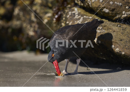Blackish Oystercatcher eating a limpet Blackish Oystercatcher eating a limpet 126441859