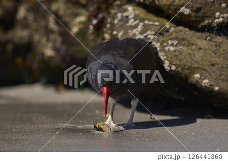 Blackish Oystercatcher eating a limpet Blackish Oystercatcher eating a limpet 126441860