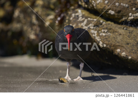 Blackish Oystercatcher eating a limpet 126441861