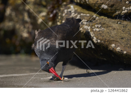 Blackish Oystercatcher eating a limpet 126441862