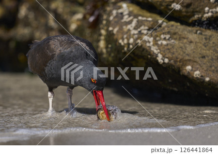Blackish Oystercatcher eating a limpet 126441864
