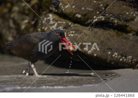 Blackish Oystercatcher eating a limpet 126441868