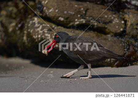 Blackish Oystercatcher eating a limpet Blackish Oystercatcher eating a limpet 126441871
