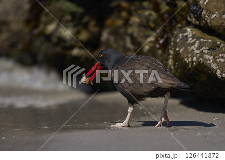 Blackish Oystercatcher eating a limpet Blackish Oystercatcher eating a limpet 126441872