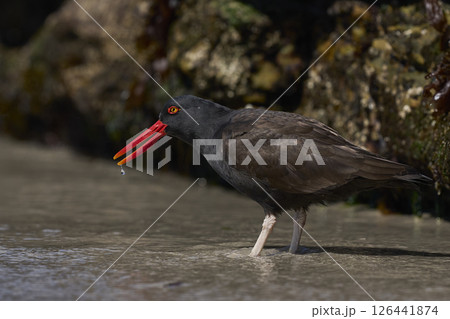 Blackish Oystercatcher eating a limpet 126441874