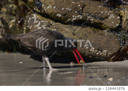 Blackish Oystercatcher eating a limpet 126441876