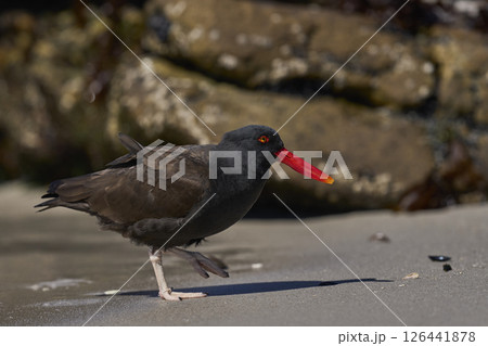 Blackish Oystercatcher eating a limpet 126441878