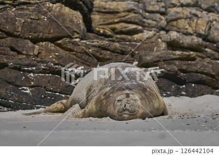 Female Southern Elephant Seal Female Southern Elephant Seal 126442104