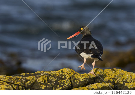Magellanic Oystercatcher  126442129