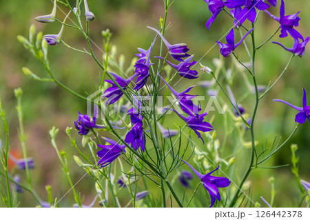 macro flowers of purple field delphinium, consolida, beautiful flowers, botany macro flowers of purple field delphinium, consolida, beautiful flowers, botany 126442378