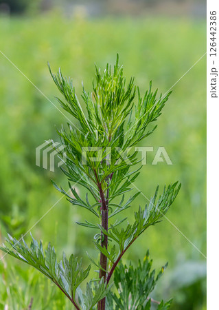 Artemisia vulgaris common mugwort allergen flowering Artemisia vulgaris common mugwort allergen flowering 126442386